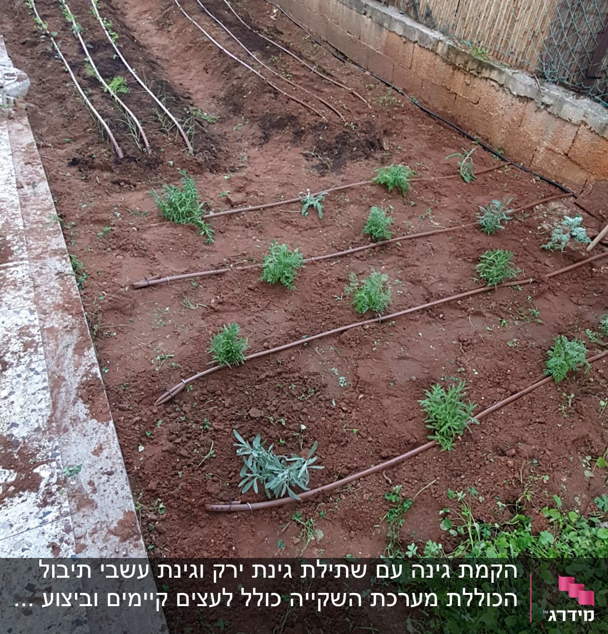 ערוגת גינה עם צינורות השקיה וצמחים צעירים